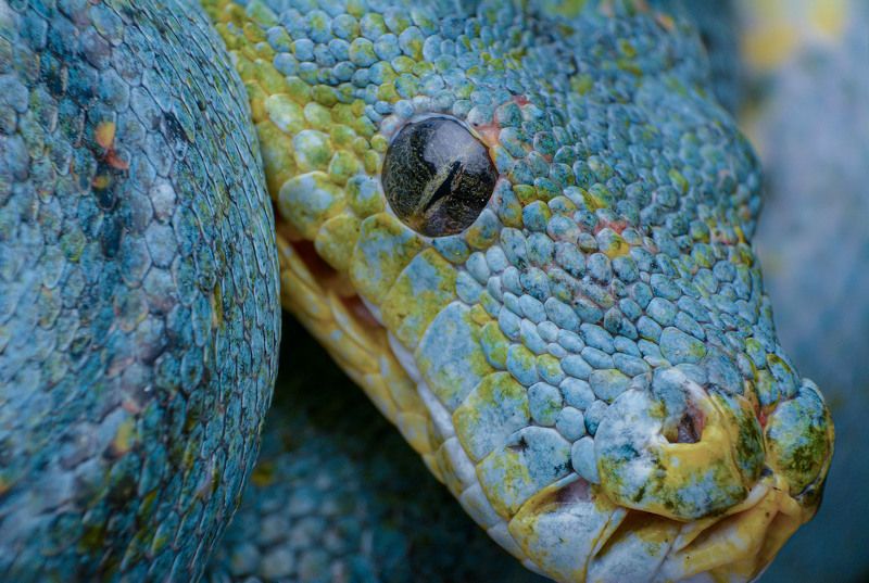 macro, nature, reptiles, snakes Green Tree Pythonphoto preview