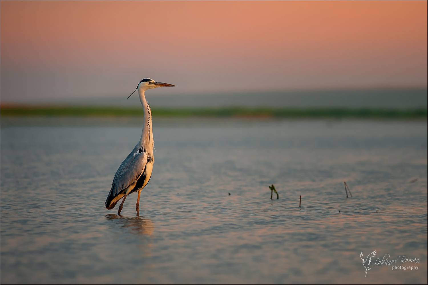 , Лобанов Роман