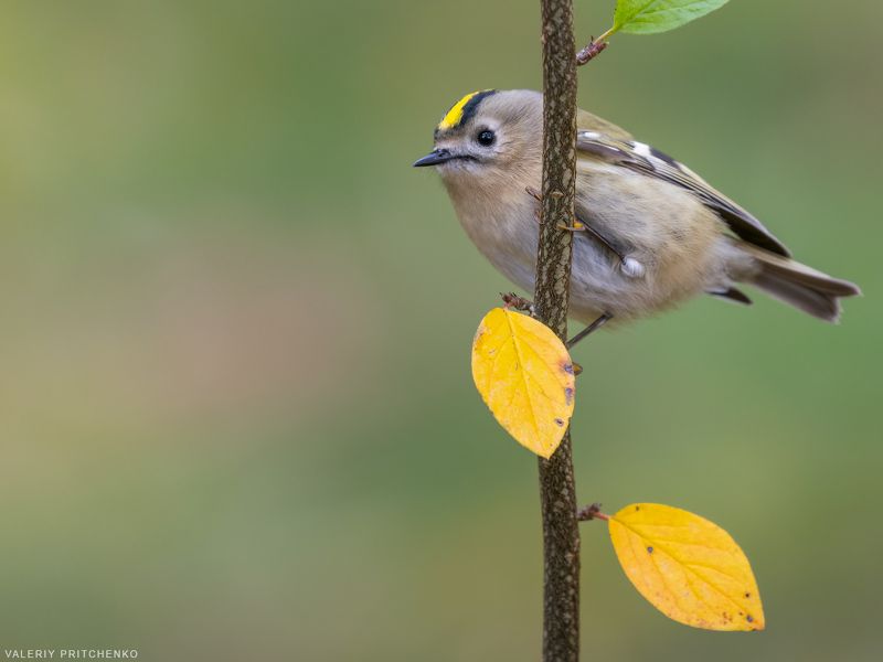 королек, птицы, осень, желтоголовый королек, birds, autumn, goldcrest Желтоголовый королёкphoto preview
