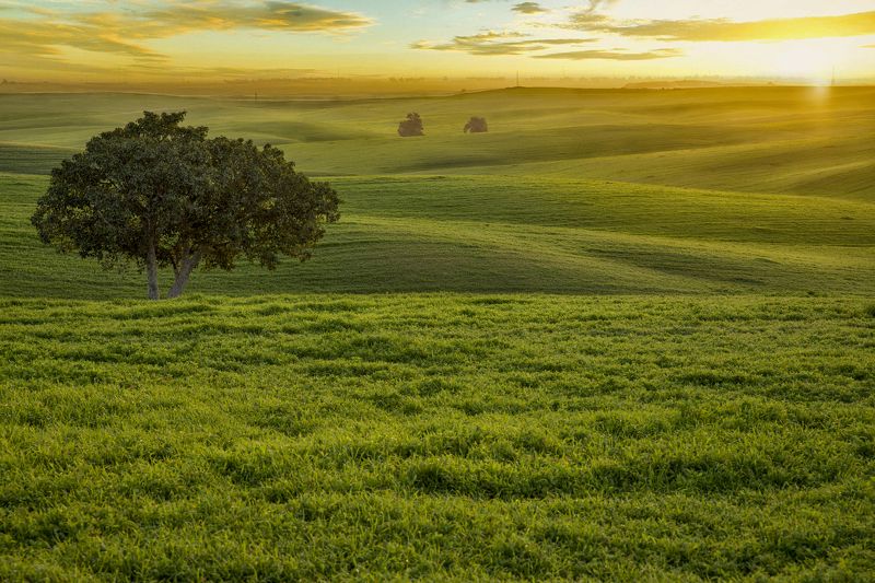 Зеленое море, Битронот Рухама, степь, овраги, посевы, дерево  Зеленое море фото превью