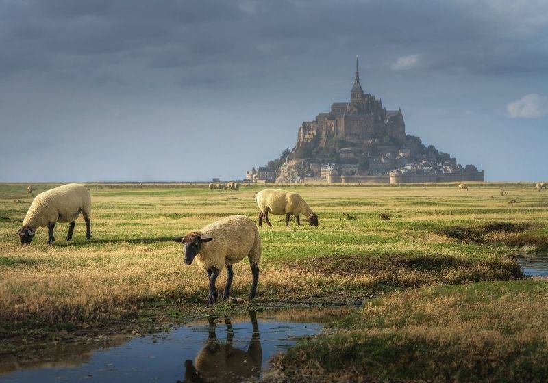 Французские овечкиphoto preview