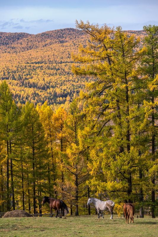 алтай. ***photo preview