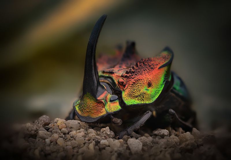 coleoptera, scarabaeidae, phanaeus tridens, novoznik Бульдозер фото превью