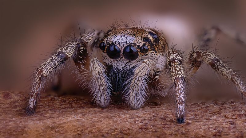 arinae, salcicus scenicus, пёстрый скакунчик Пёстрыйphoto preview