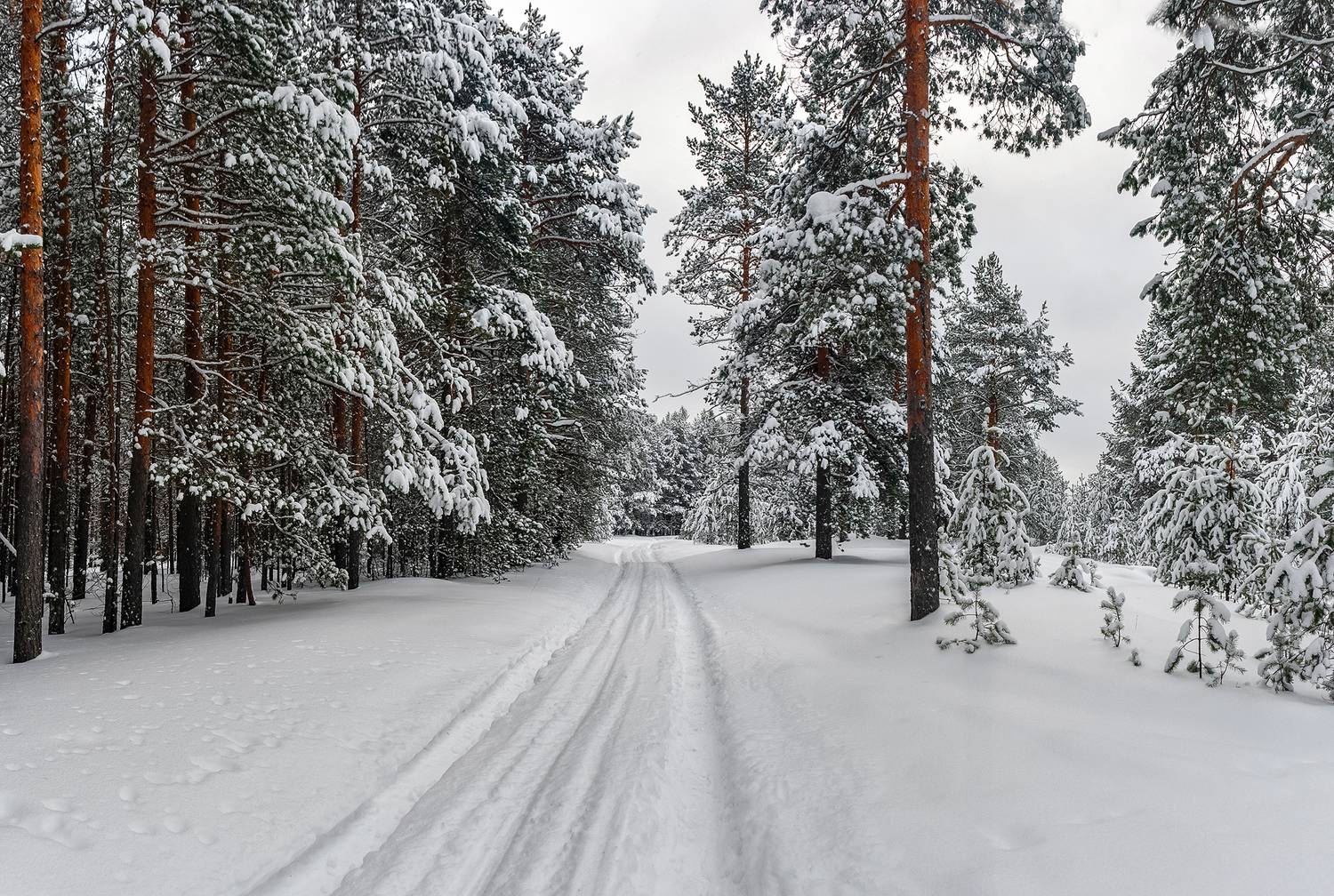 По белому снегу.. Автор: Анкудинов Леонид зима, снег, лес, дорога, колея, бор, сосны., Анкудинов Леонид