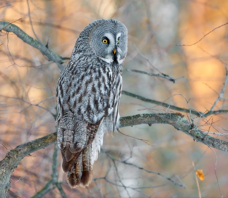 сова, неясыть, бородатая неясыть Бородатая неясытьphoto preview