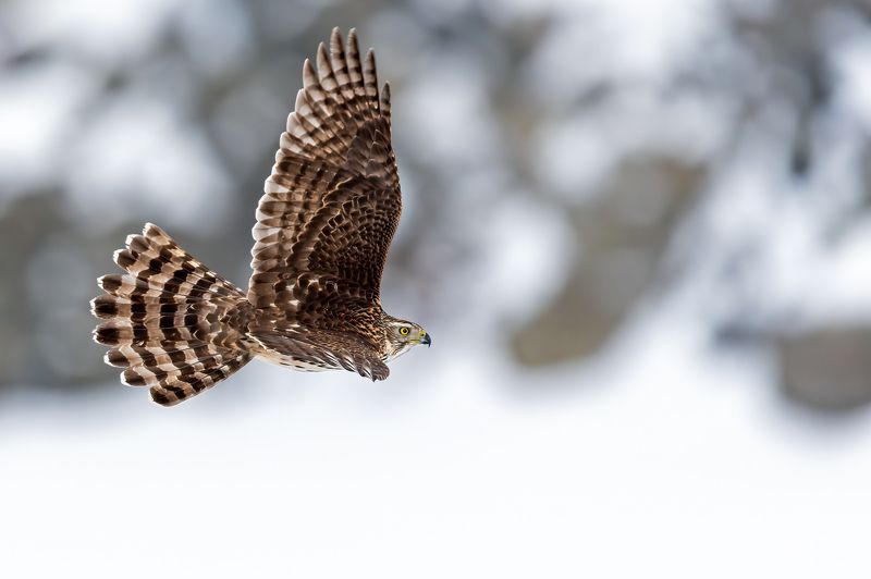 Ястреб тетеревятник.photo preview