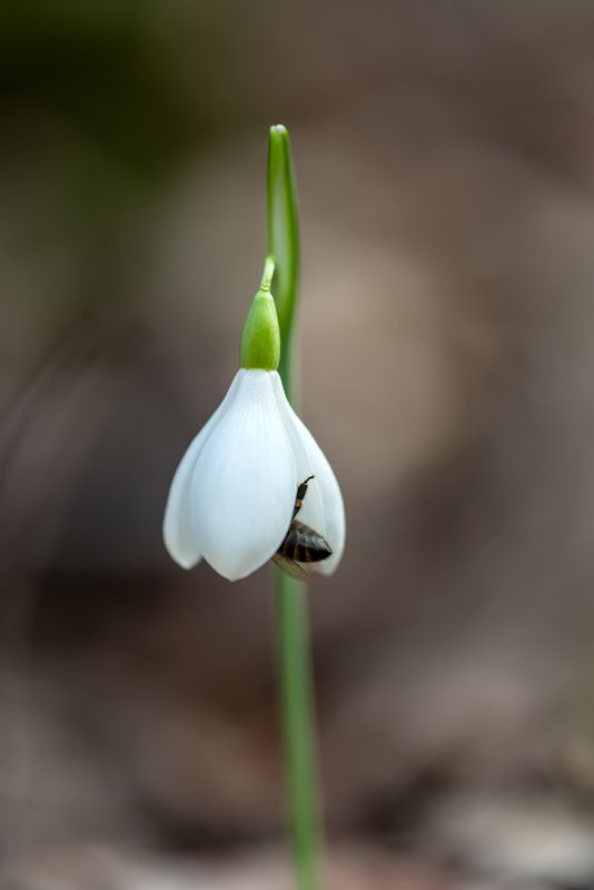 весна, макрофотография, цветы, первоцветы, подснежники, галантус Начинаются весенние хлопотыphoto preview