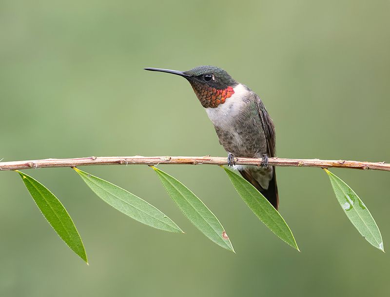 колибри,ruby-throated hummingbird, hummingbird, весна Ruby-throated Hummingbird - Рубиновогорлый Колибриphoto preview