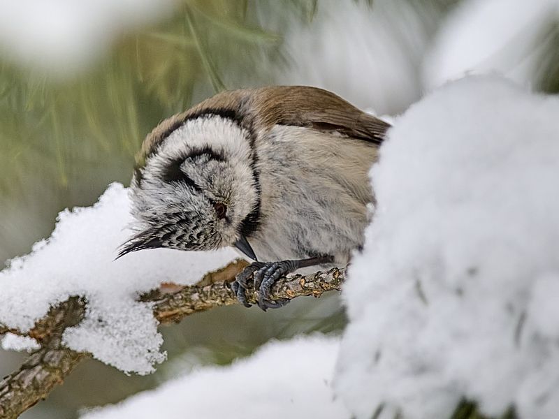 птицы, синица, хохлатая синица, гренадёрка Вся в трудахphoto preview