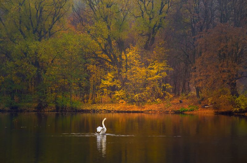 осенняя мелодияphoto preview