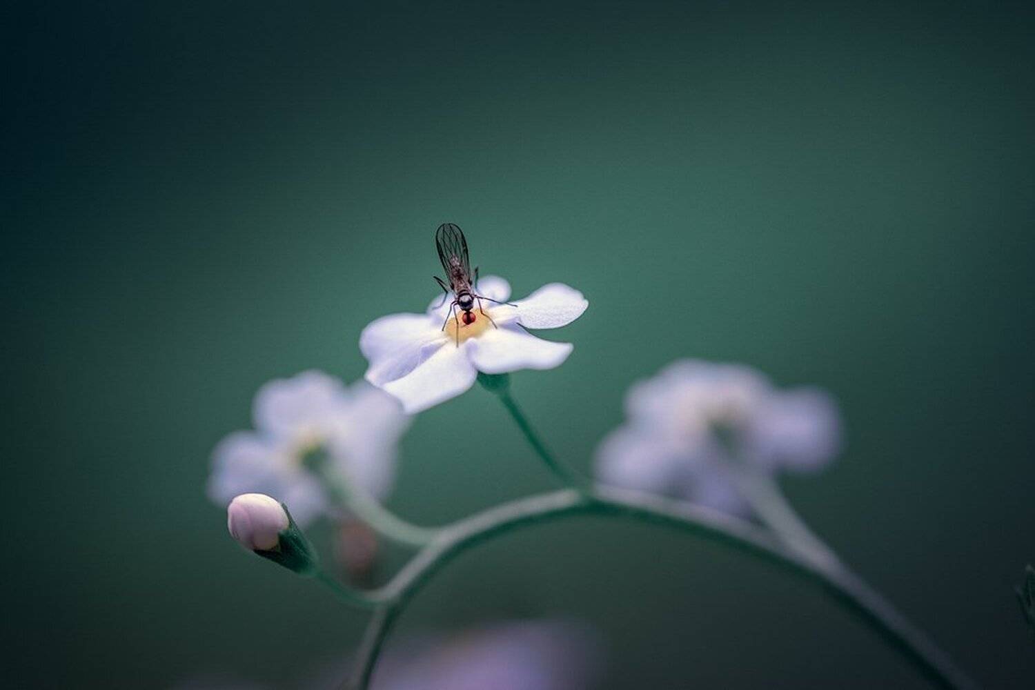 «Сладкоежка». Автор: Александр Чорный коростышев, макро, макро истории, макро мир, макро фото, природа, украина, Александр Чорный