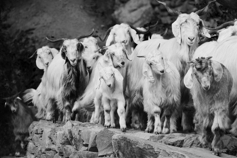 chinmay, India