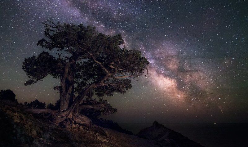 Астро, Дерево, Звёзды, Крым, Млечный путь, Ночь В можжевеловой рощеphoto preview
