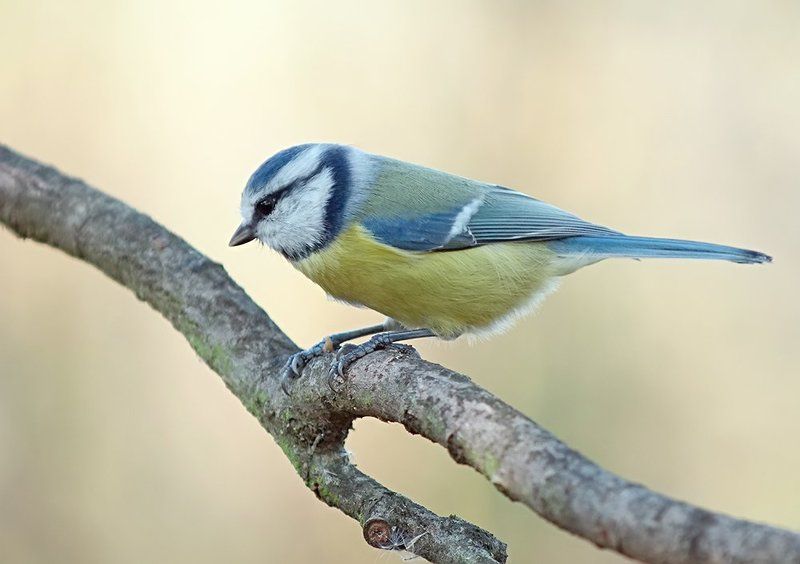 лазоревка ***photo preview