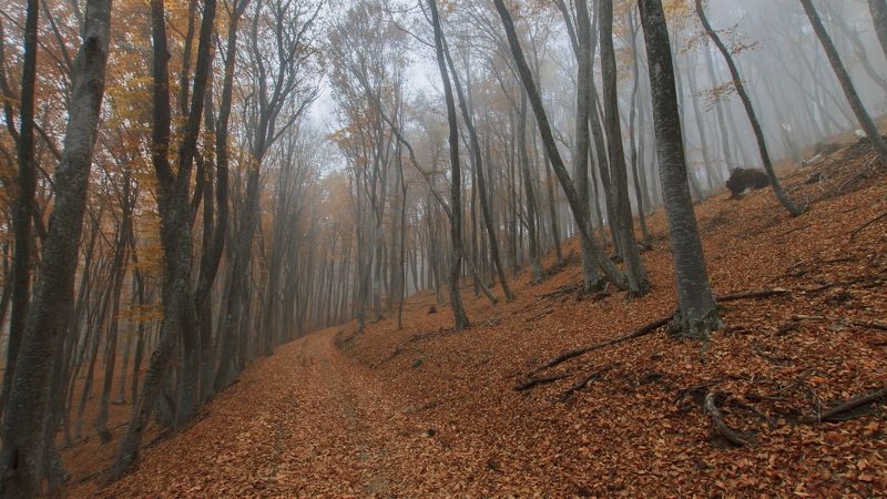 Ноябрьский Чатыр-Дагphoto preview