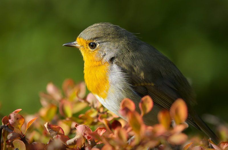 птица, зарянка Призадумался.photo preview
