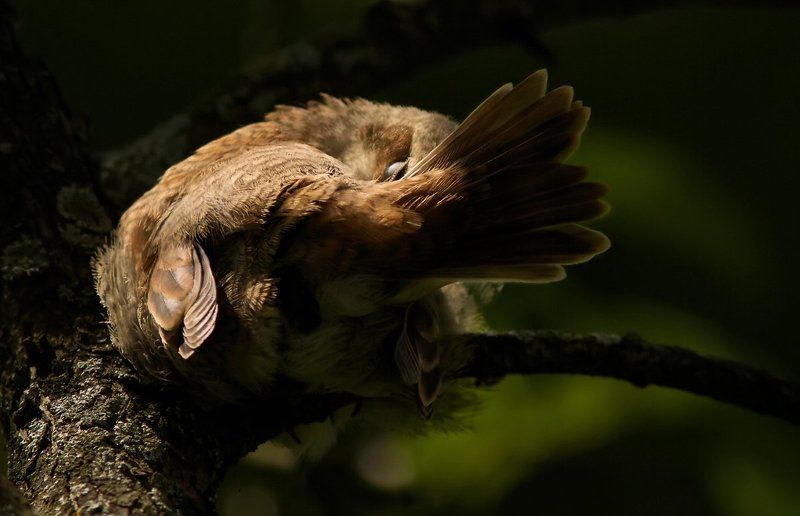 Птица Сладкий сон жуланчика.photo preview