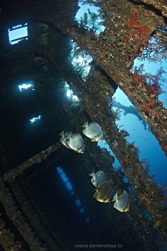 Дом для платаксовphoto preview