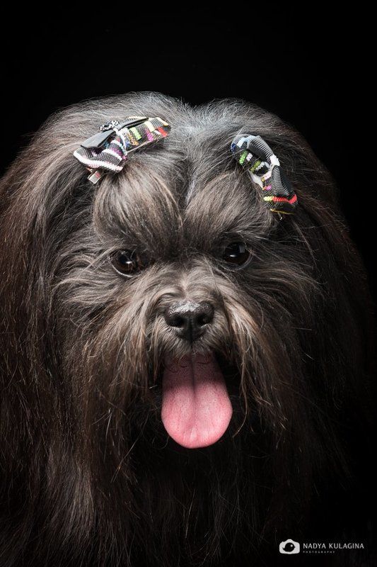 Animal, Dog, Pet, Studio Чупакаphoto preview