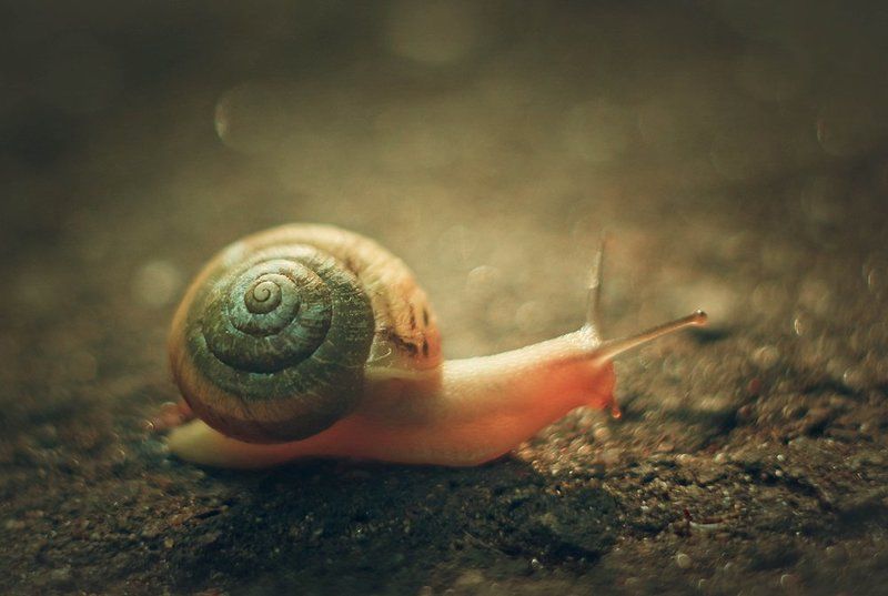 улитка, скорость, макро Движениеphoto preview