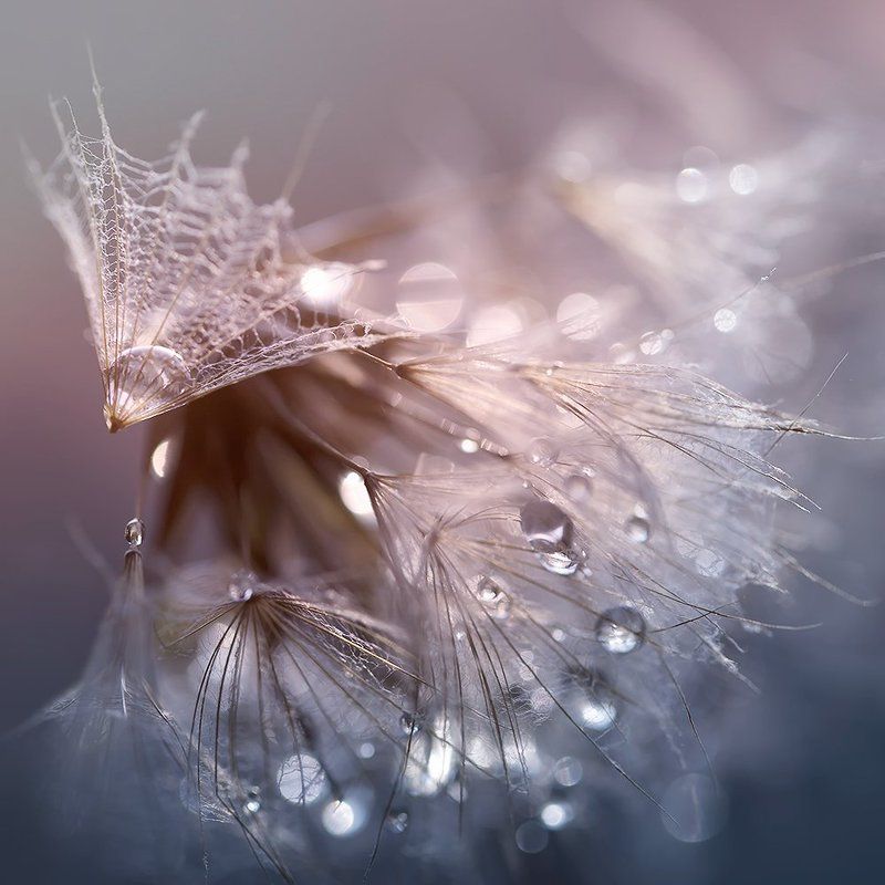 сон старого одуванаphoto preview