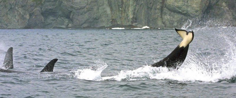 Еще раз про косатокphoto preview