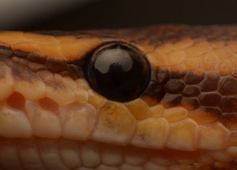 macro, nature, snakes, reptiles Ball Pythonphoto preview