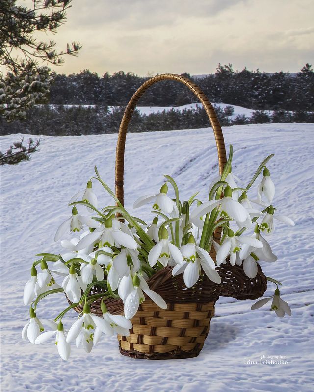 натюрморт, пленэр, цветы, зимний пейзаж, подснежники То весна, то зимаphoto preview