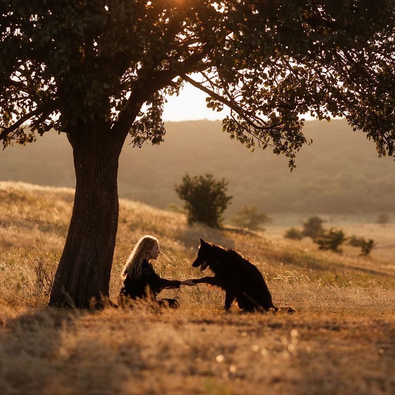 собака, закат photo preview
