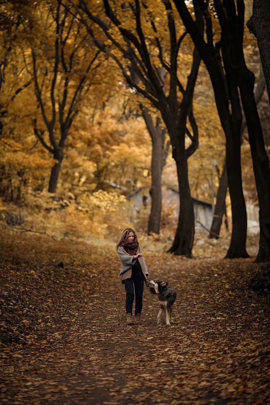 собака, метис, осень photo preview