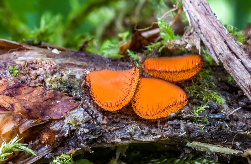 грибы, скутеллиния блюдцевидная, природа, лес, аскомицеты Грибные ресничкиphoto preview