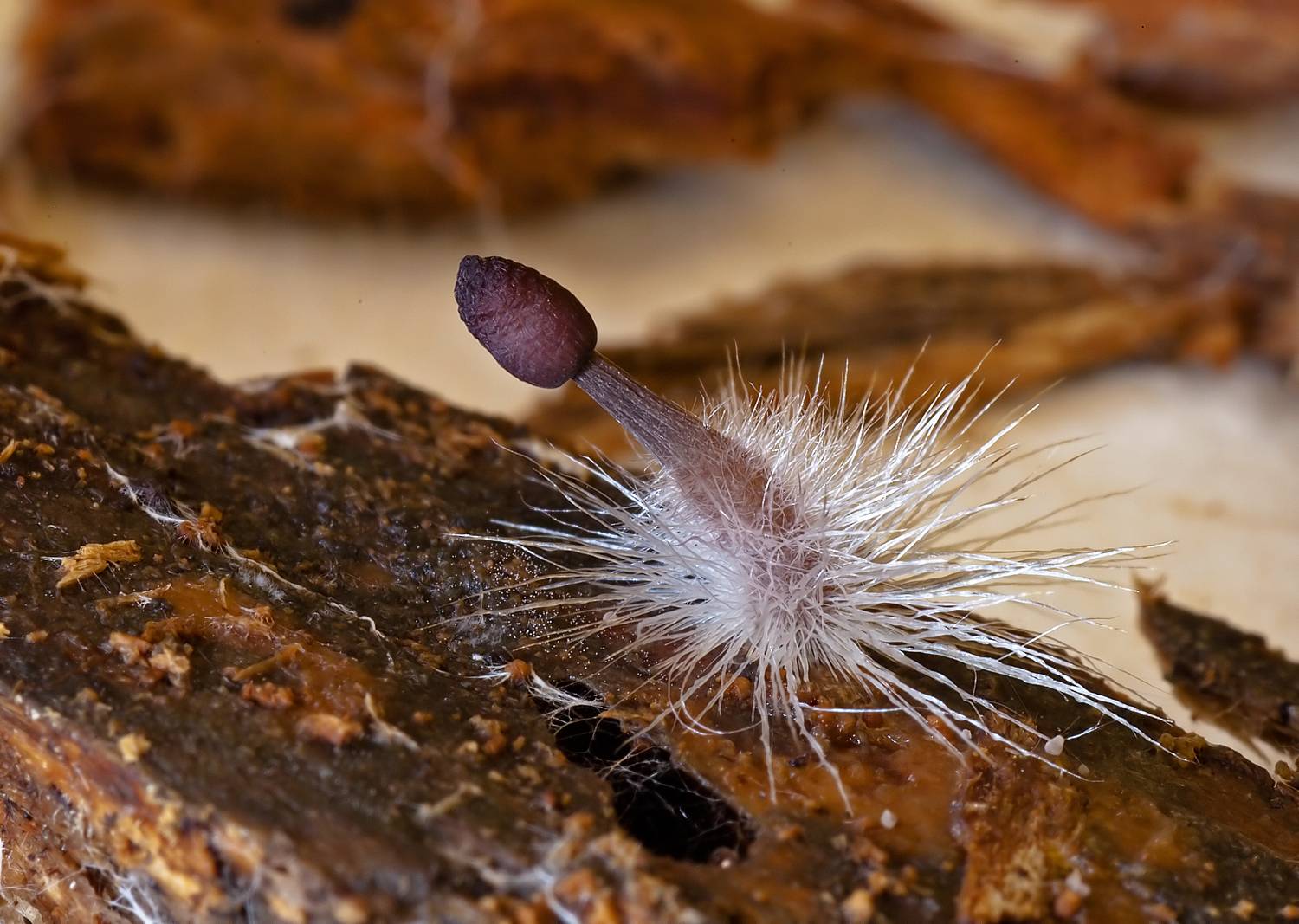 молодая мицена, грибы, гнилая древесина, макро, природа, лес, грибное царство, Широких Александр