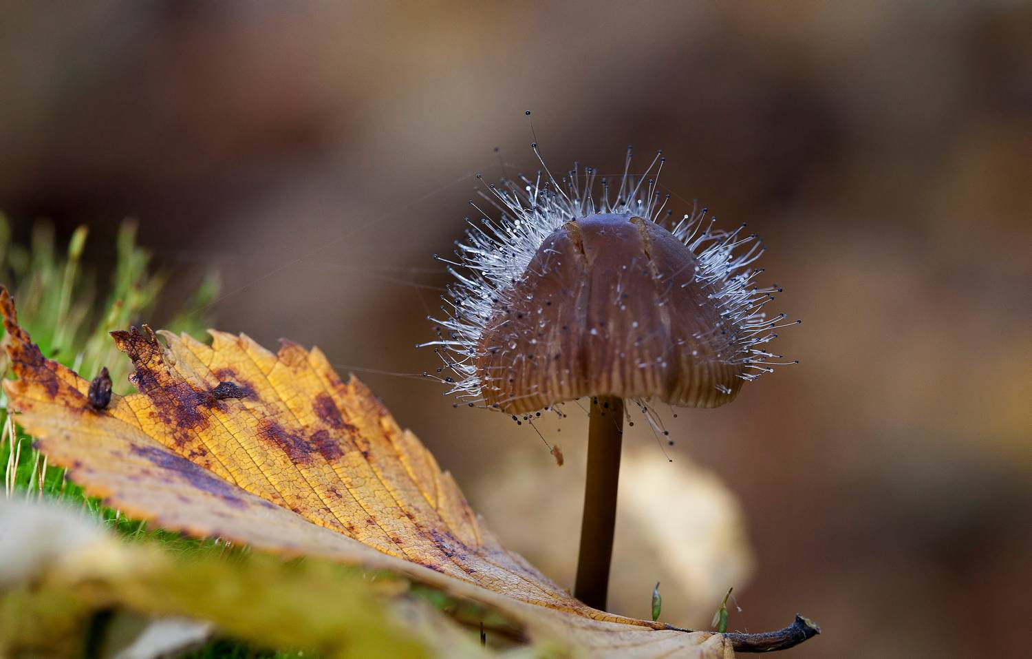 грибы паразиты, спинеллус фузигер, мицена, природа, лес, Широких Александр