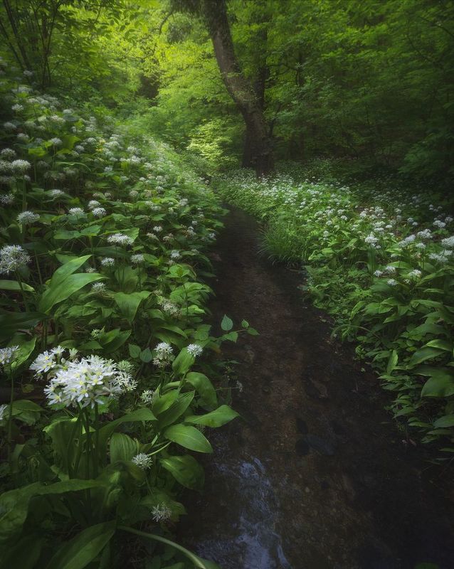 hungary, forest, green Fairy tale forestphoto preview
