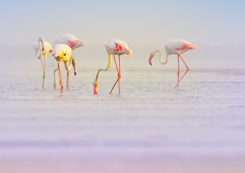 closeup, bird, birds, wild, wings, beauty, nature, swan, feather, spread, little sparrow,animal,animals,nikon,tailorbird,portrait,eyes,eagle,kite,flying,sky,prey Flamingosphoto preview