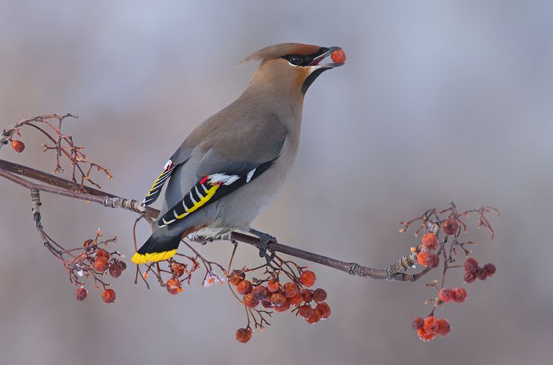 свиристель,рябина,обед,зима Свиристельphoto preview