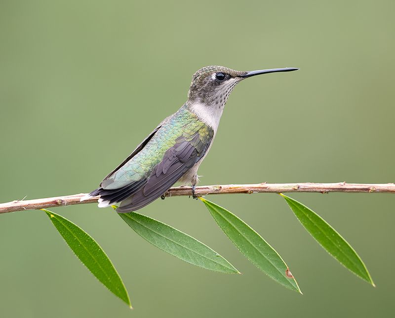 колибри,ruby-throated hummingbird, hummingbird, весна Female, Ruby-throated Hummingbird -Рубиновогорлый колибри. самкаphoto preview