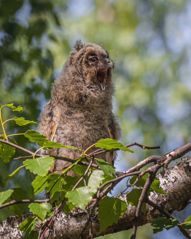 ушастая сова, птенец Тоже певчая птичкаphoto preview