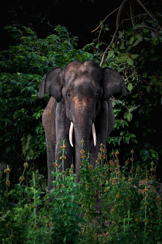 wildlife nature srilanka  jazif  ahamedjazif  elephant Wild beautyphoto preview