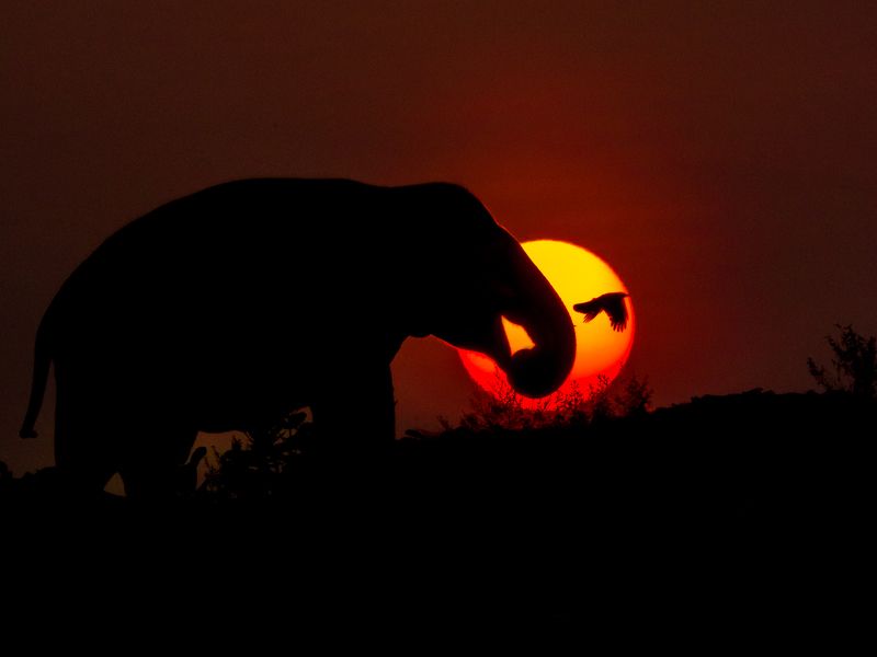 wildlife nature srilanka  jazif  ahamedjazif Fire Ballphoto preview