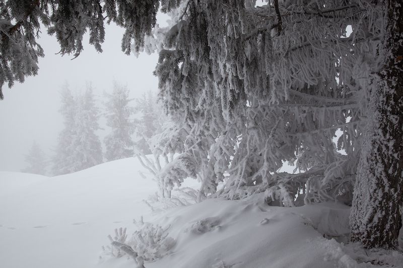 казахстан, снега, тянь-шань, ель, мороз photo preview