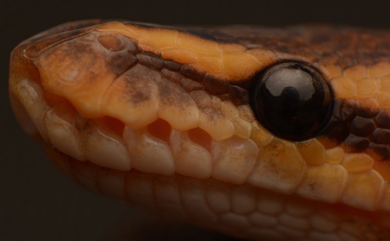 macro, nature, snakes, reptiles Ball Pythonphoto preview