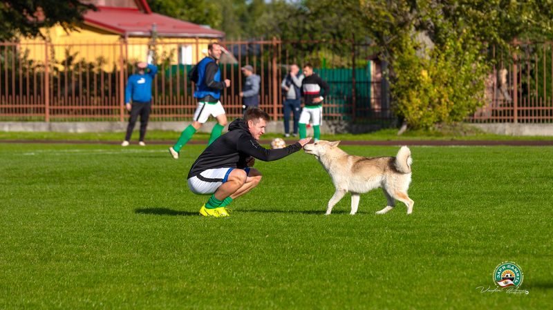 футбол, поле, собака, футболист,  лето, спорт, позитив, Россия, Мамоново, 2023, фотография, Свирин Вадим, football, field, dog, football player, summer, sport, positive, Russia, Mamonovo, 2023, photograph, Vadim Svirin Четвероногий футболист.photo preview