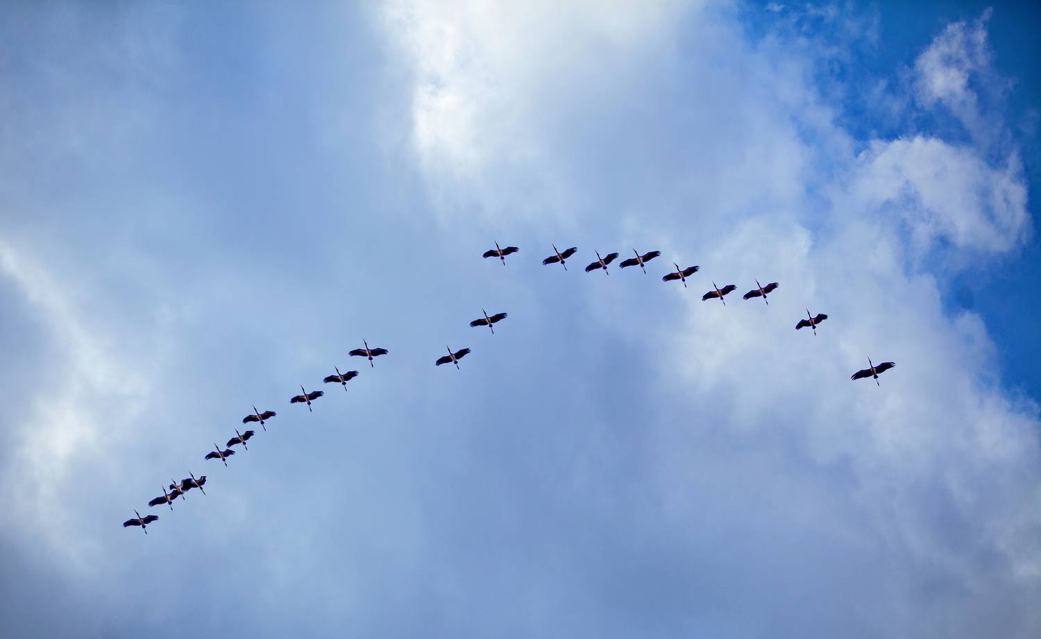 Журавли, Lilia Tkachenko