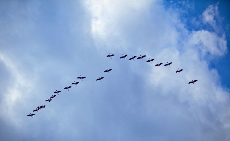 Журавли Летят журавлиphoto preview