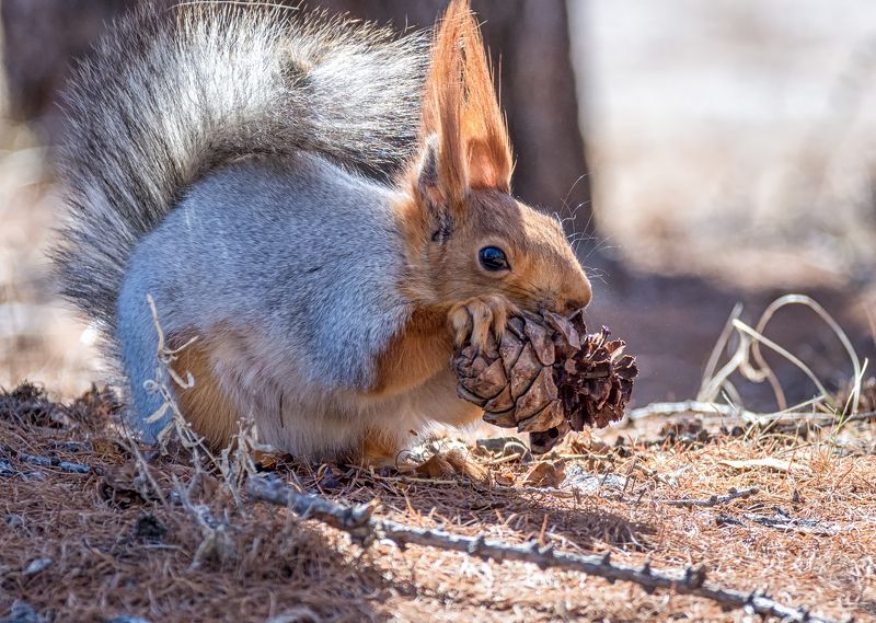 белка, лес, Не отвлекать..!photo preview