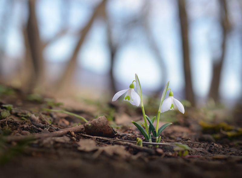 вестники весны. Вестники  весны.photo preview