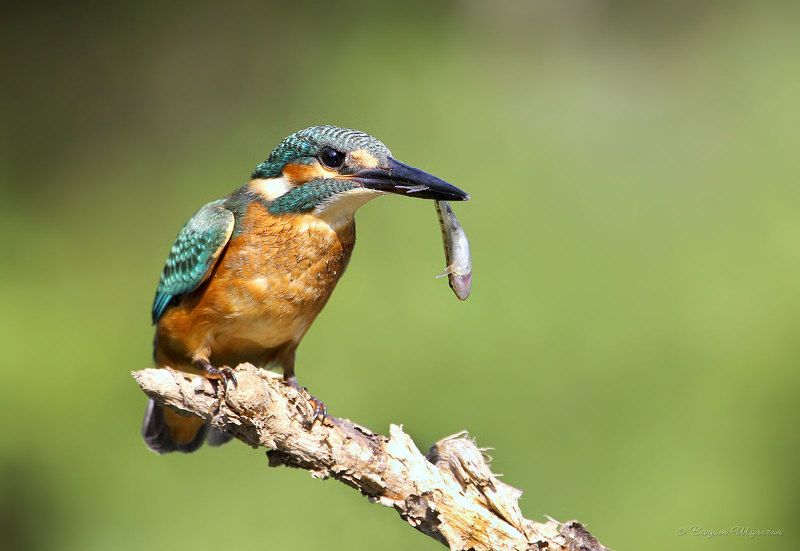 Молодая рыбачкаphoto preview