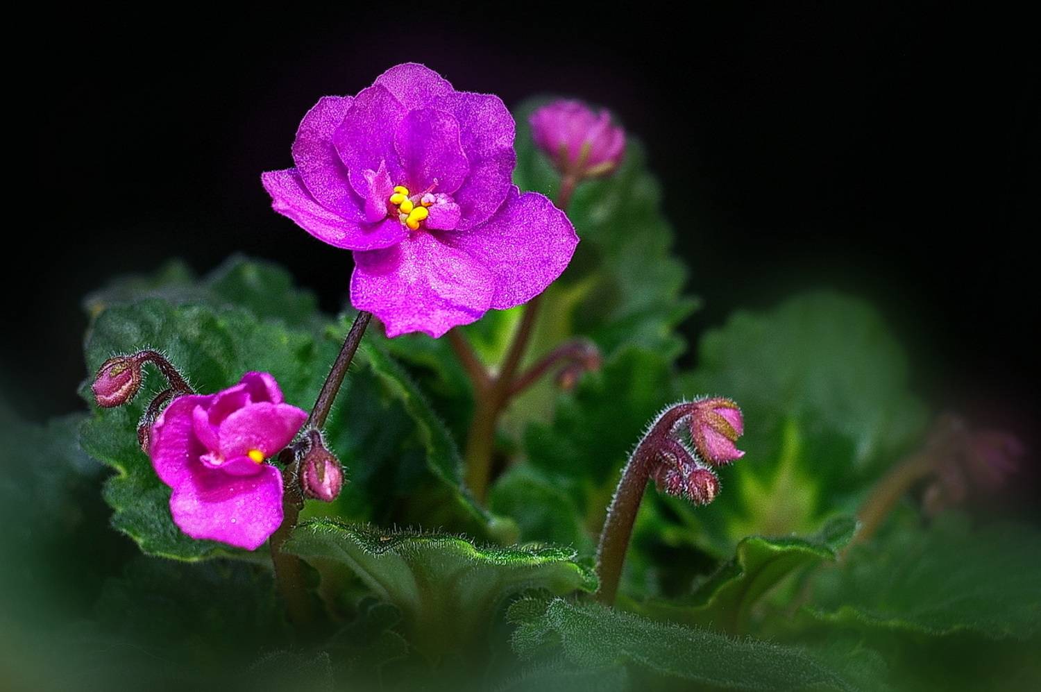 , Николаев Владимир